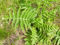 Cirsium erisithales 11, Bleekgele vederdistel, Saxifraga-Rutger Barendse