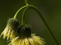 Bleekgele vederdistel  Cirsium eristhalis - Bleekgele vederdistel