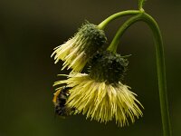 Bleekgele vederdistel  Cirsium erisithalis - Bleekgele vederdistel