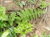 Cirsium erisithales 7, Bleekgele vederdistel, Saxifraga-Rutger Barendse