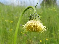 Cirsium erisithales 8, Bleekgele vederdistel, Saxifraga-Rutger Barendse