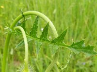 Cirsium erisithales 9, Bleekgele vederdistel, Saxifraga-Rutger Barendse