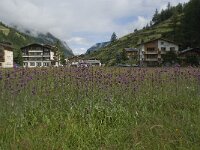 Cirsium helenioides 10, Saxifraga-Willem van Kruijsbergen
