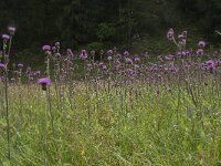 Cirsium helenioides 11, Saxifraga-Willem van Kruijsbergen