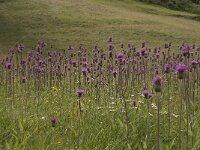 Cirsium helenioides 12, Saxifraga-Willem van Kruijsbergen