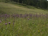 Cirsium helenioides 13, Saxifraga-Willem van Kruijsbergen
