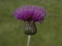 Cirsium helenioides 14, Saxifraga-Willem van Kruijsbergen