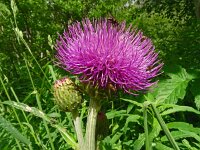 Cirsium helenioides 17, Saxifraga-Hans Grotenhuis