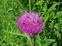Cirsium helenioides 18, Saxifraga-Hans Grotenhuis