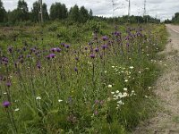 Cirsium helenioides 2, Saxifraga-Jan van der Straaten