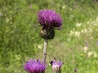 Cirsium helenioides 3, Saxifraga-Jan van der Straaten