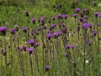 Cirsium helenioides 5, Saxifraga-Jan van der Straaten