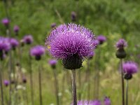 Cirsium helenioides 6, Saxifraga-Jan van der Straaten