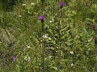 Cirsium helenioides 8, Saxifraga-Willem van Kruijsbergen