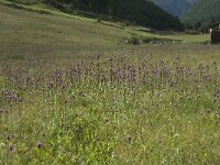 Cirsium helenioides 9, Saxifraga-Willem van Kruijsbergen