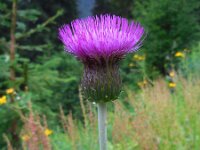 Cirsium heterophyllum 10, Saxifraga-Ed Stikvoort