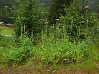 Cirsium heterophyllum 11, Saxifraga-Ed Stikvoort