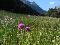 Cirsium heterophyllum 12, Saxifraga-Ed Stikvoort