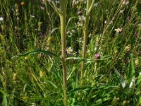 Cirsium heterophyllum 13, Saxifraga-Ed Stikvoort