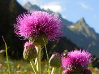 Cirsium heterophyllum 14, Saxifraga-Ed Stikvoort