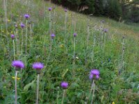Cirsium heterophyllum 15, Saxifraga-Ed Stikvoort