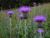 Cirsium heterophyllum 16, Saxifraga-Ed Stikvoort