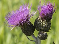 Cirsium heterophyllum 24, Saxifraga-Willem van Kruijsbergen