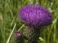 Cirsium heterophyllum 4, Saxifraga-Jan van der Straaten