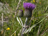 Cirsium heterophyllum 5, Saxifraga-Jan van der Straaten