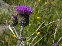 Cirsium heterophyllum 6, Saxifraga-Jan van der Straaten