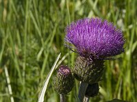 Cirsium heterophyllum 7, Saxifraga-Jan van der Straaten