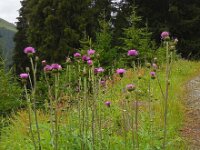 Cirsium heterophyllum 8, Saxifraga-Ed Stikvoort