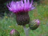 Cirsium heterophyllum 9, Saxifraga-Ed Stikvoort