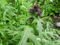 Cirsium montanum 2, Saxifraga-Rutger Barendse