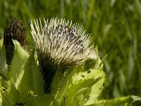 Cirsium oleraceum 10, Moesdistel, Saxifraga-Jan van der Straaten