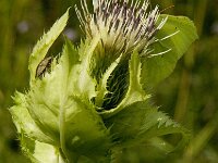 Cirsium oleraceum 13, Moesdistel, Saxifraga-Jan van der Straaten