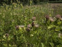 Cirsium oleraceum 20, Moesdistel, Saxifraga-Jan van der Straaten