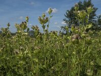 Cirsium oleraceum 22, Moesdistel, Saxifraga-Jan van der Straaten