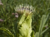 Cirsium oleraceum 24, Moesdistel, Saxifraga-Jan van der Straaten