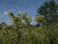 Cirsium oleraceum 25, Moesdistel, Saxifraga-Jan van der Straaten