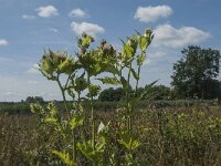 Cirsium oleraceum 26, Moesdistel, Saxifraga-Jan van der Straaten