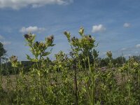 Cirsium oleraceum 27, Moesdistel, Saxifraga-Jan van der Straaten