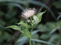 Cirsium oleraceum 3, Moesdistel, Saxifraga-Peter Meininger