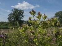 Cirsium oleraceum 31, Moesdistel, Saxifraga-Jan van der Straaten