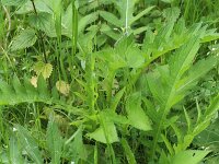 Cirsium oleraceum 32, Moesdistel, Saxifraga-Rutger Barendse