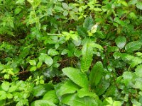Cirsium oleraceum 33, Moesdistel, Saxifraga-Rutger Barendse