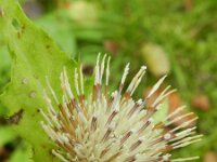Cirsium oleraceum 35, Moesdistel, Saxifraga-Rutger Barendse