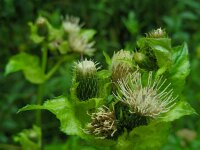 Cirsium oleraceum 37, Moesdistel, Saxifraga-Ed Stikvoort : jura2010