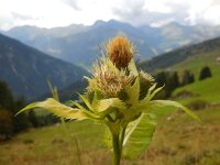 Cirsium oleraceum 41, Moesdistel Saxifraga-Ed Stikvoort