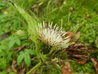 Cirsium oleraceum 42, Moesdistel, Saxifraga-Rutger Barendse